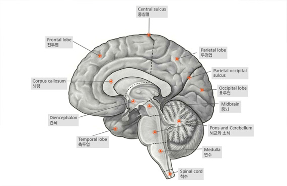 뇌의 구조와 명칭